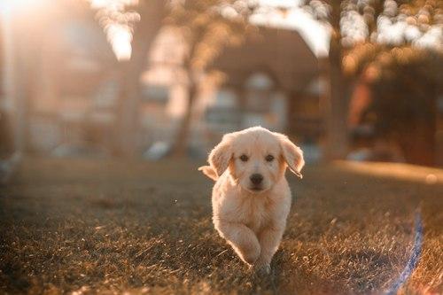 اسباب‌بازی جویدنی سگ